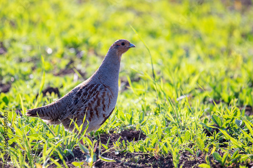 Portrait Grey Partridge, perdix perdix, hunting bird