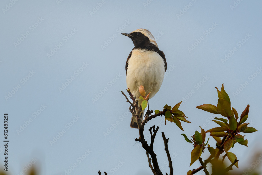 Pied wheatear in natural habitat Oenanthe pleschanka Pied wheatear in natural habitat Oenanthe pleschanka