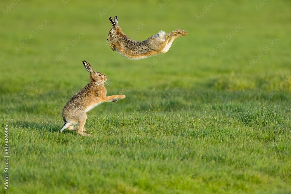 Scenic view of two hare rabbits found jumping around in an open field