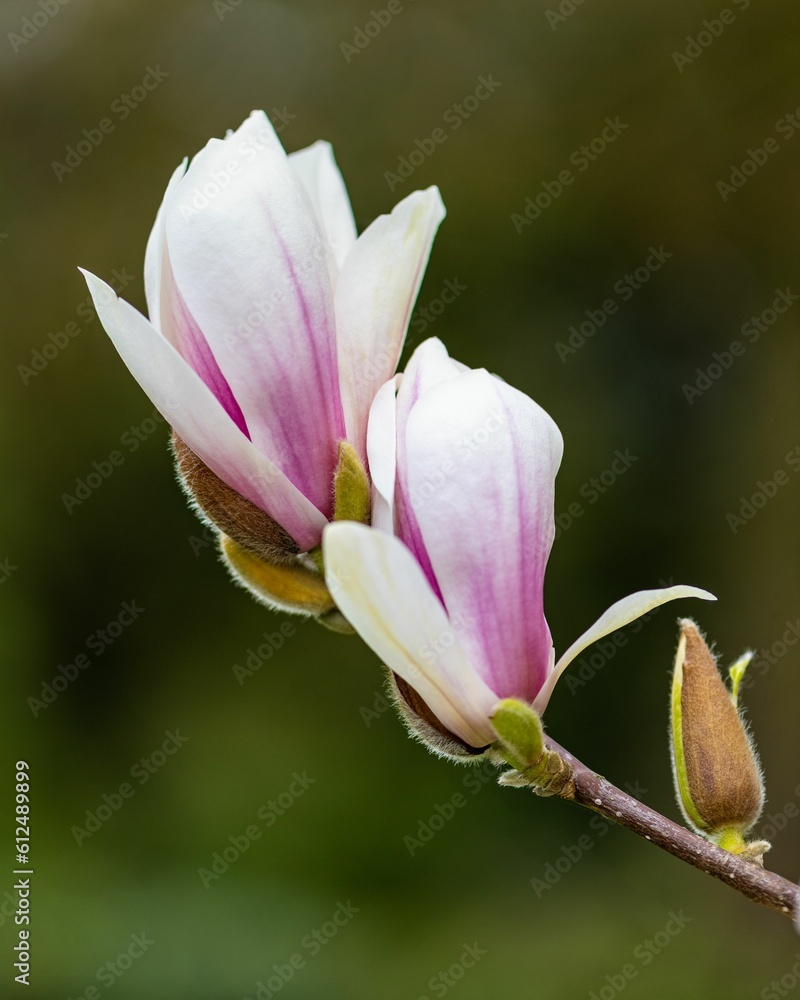 Vertical closeup of the delicate cuckoo flowers and buds captured against a blurred background Vertical closeup of the delicate cuckoo flowers and buds captured against a blurred background