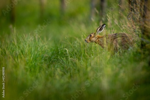 Scenic view of a hare rabbit found jumping around in an open field © Marko Hoops Photography/Wirestock Creators