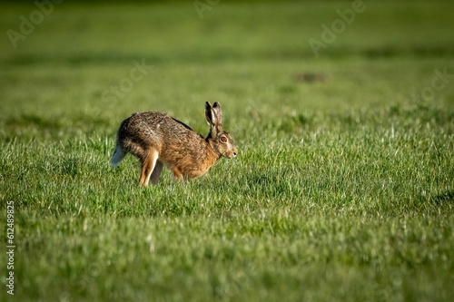 Scenic view of a hare rabbit found jumping around in an open field