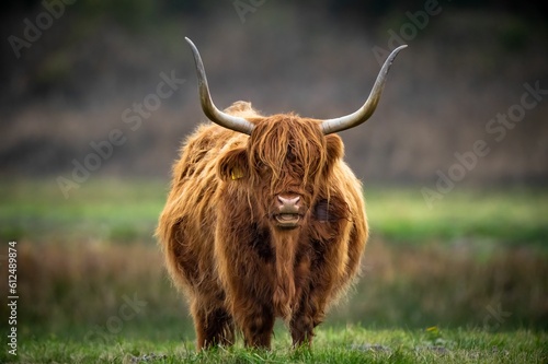 Scottish highland cattle portrait with big horns captured standing in a pasture