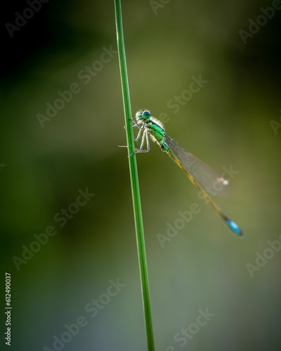 Vertical macro of a dragonfly standing on a grass with its thin legs