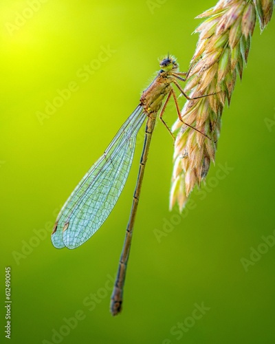 Canvas-taulu Vertical macro of a dragonfly attached to a vegetative whisk