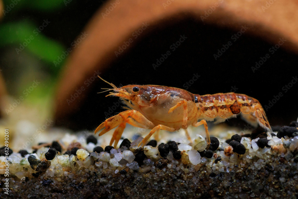 Orange crayfish in freshwater aquarium - Cambarellus patzcuarensis