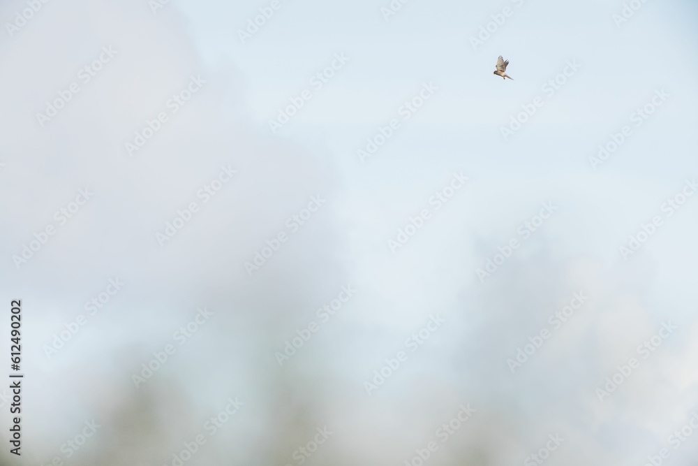 Selective focus shot of a kestrel bird flying in a clear sky Selective focus shot of a kestrel bird flying in a clear sky