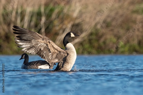 Beautiful shot of a Canadian goose landing on a blue lake