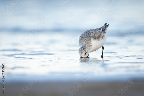 Selective focus shot of a three-toed sandpiper bird searching for food on a beach photo