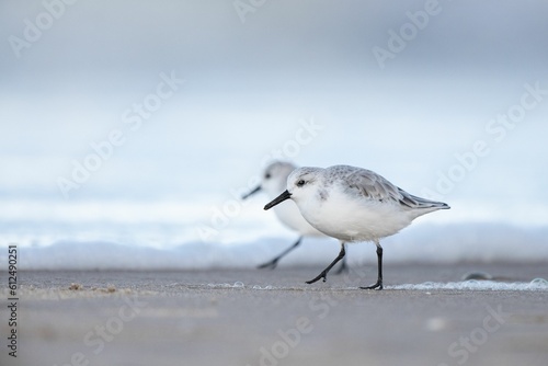 Selective focus shot of three-toed sandpiper birds searching for food on a beach