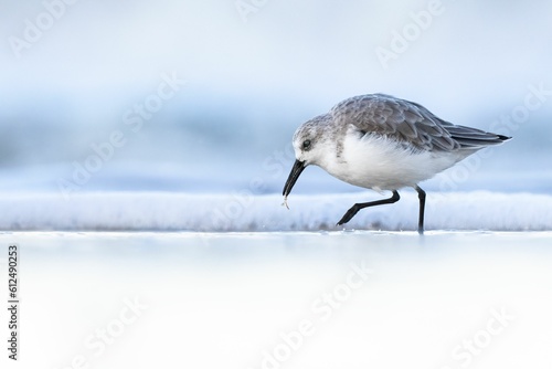 Selective focus shot of a three-toed sandpiper bird searching for food on a beach photo
