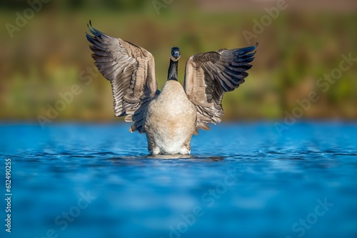 Fototapeta Naklejka Na Ścianę i Meble -  Beautiful shot of a Canadian goose landing on a blue lake