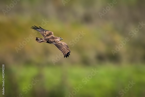 Selective focus shot of a buzzard flying over a forest