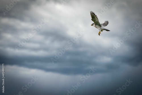 Peregrine falcon flying in the thunderstorm