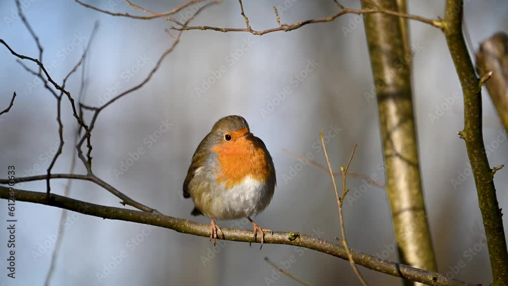 Closeup shot of a Robin bird standing on a tree branch under the sunlight Closeup shot of a Robin bird standing on a tree branch under the sunlight