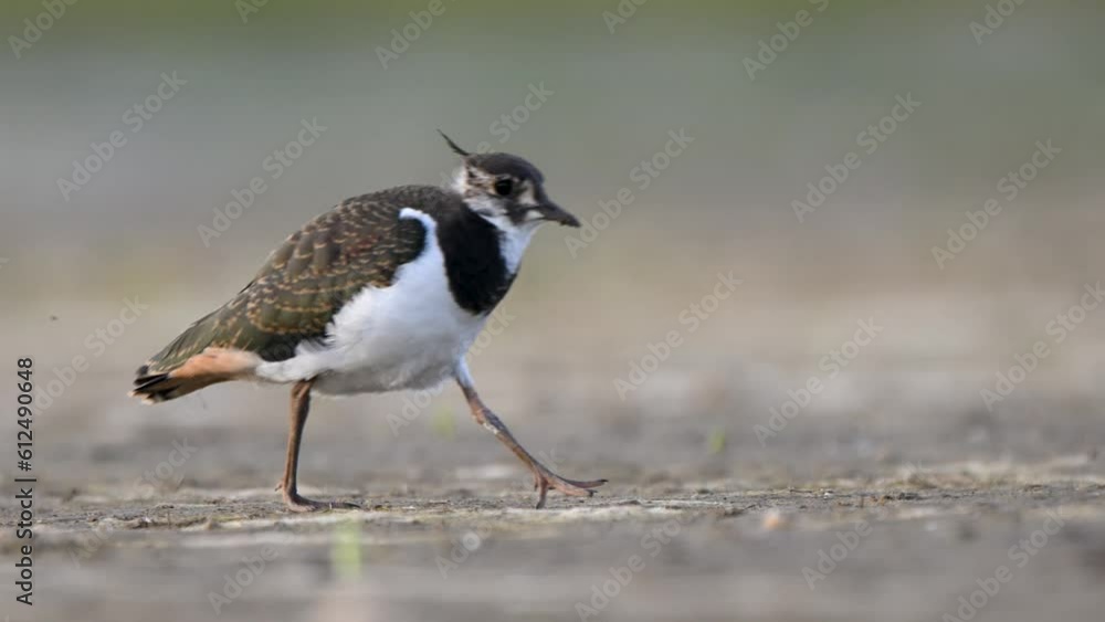 Close-up of a Lapwing bird foraging in a swamp area, Netherlands Close-up of a Lapwing bird foraging in a swamp area, Netherlands