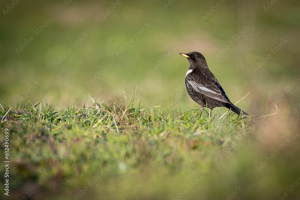 Small Ring ouzel (Turdus torquatus) resting in the green field on the blurred background