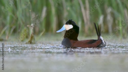 Closeup shot of a Ruddy Duck in a lake with green leaves in the background