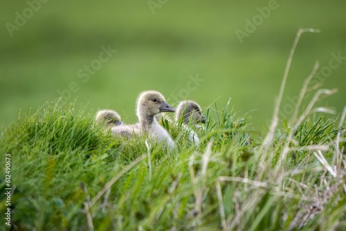 Cute baby geese resting in the green field on the blurred background © Marko Hoops Photography/Wirestock Creators