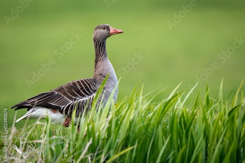 Big goose bird resting in the green field on the blurred background