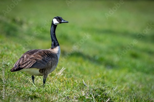 Beautiful canada goose (Branta canadensis) resting in the green field on the blurred background