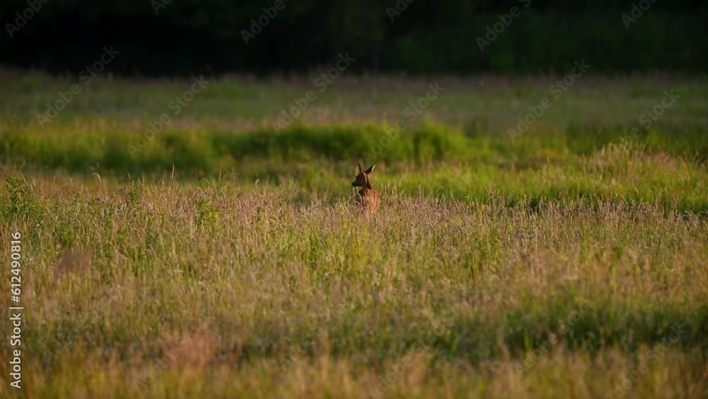 Roe deer (Capreolus capreolus) in the grass Roe deer (Capreolus capreolus) in the grass