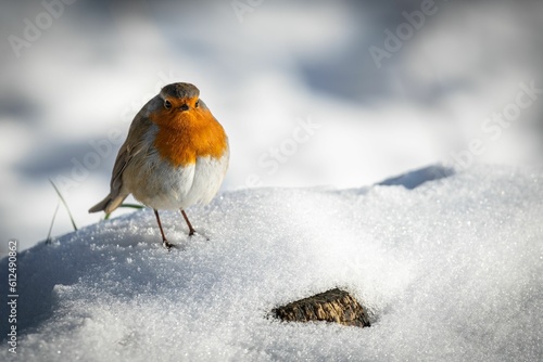 Closeup of a cute European robin (Erithacus rubecula) resting on the snow on the blurred background