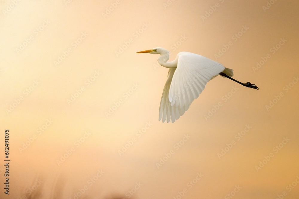 Amazing shot of an eastern great egret (Ardea alba modesta) flying during sunset Amazing shot of an eastern great egret (Ardea alba modesta) flying during sunset