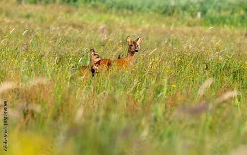 Two roe deer in a field on a sunny summer day © Marko Hoops Photography/Wirestock Creators