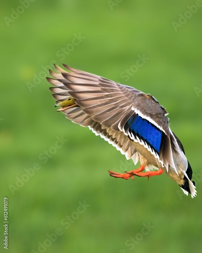 Vertical shot of a mallard duck in flight with wide spread wings