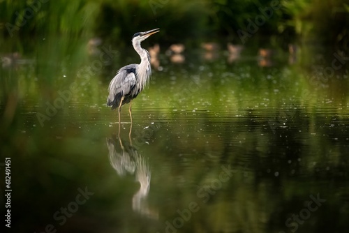 Φωτογραφία Beautiful view of a grey heron bird in the lake