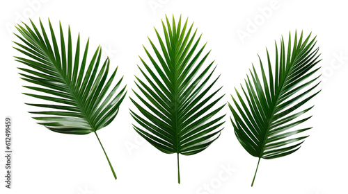 collection of palm leaves, palm tree, transparent background, isolated, top view, flat illustration, ai generated