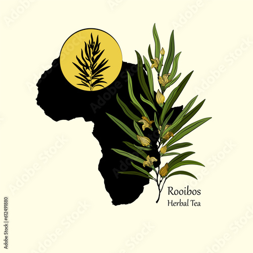 Rooibos herbal tea plant drawing