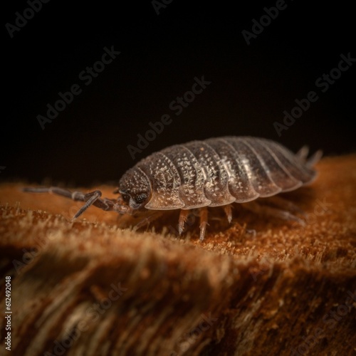 Closeup shot of a woodlouse in a forest on a dark background © Kilimeruimages/Wirestock Creators