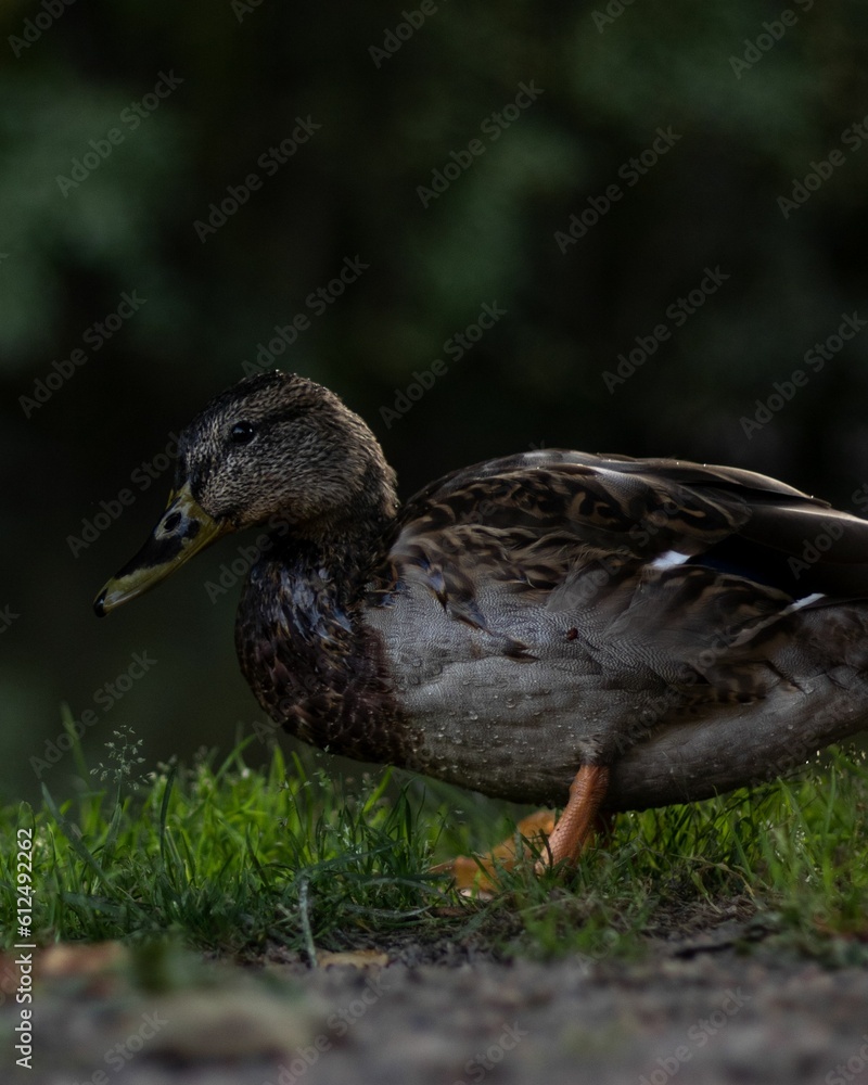 Vertical macro profile view of a Mallard duck perching on the grass Vertical macro profile view of a Mallard duck perching on the grass