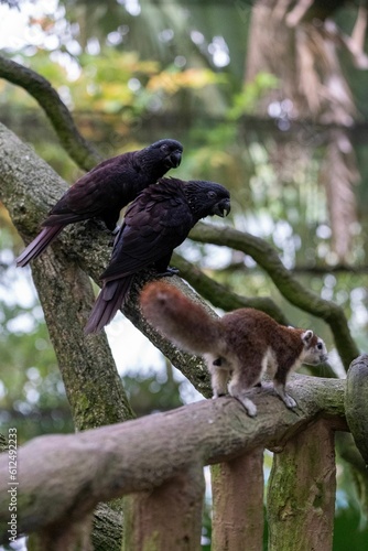 Vertical shot of two Groove-billed ani parrots and a squirrel on branches photo