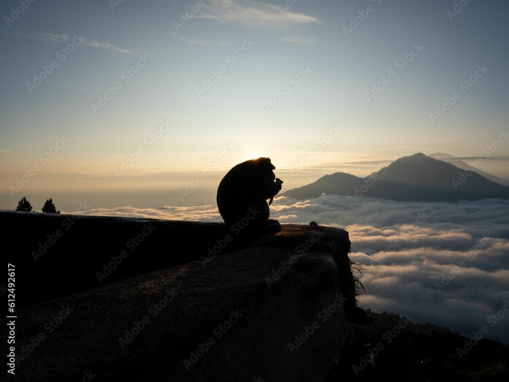Monkey against a mountain volcano at sunrise in Bali, Indonesia