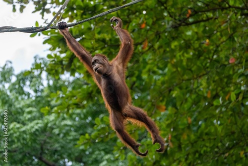 Close-up shot of an orangutan hanging from a branch © Clifton Sum/Wirestock Creators