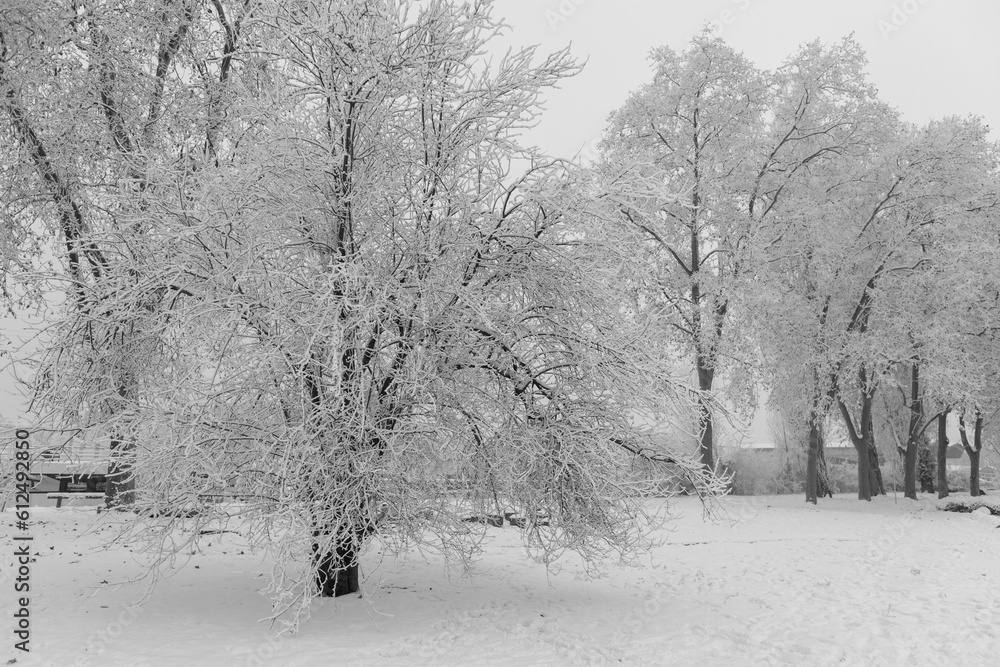 Beautiful winter landscape in a park Beautiful winter landscape in a park