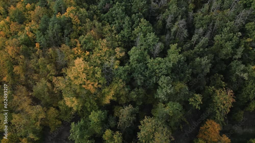 Drone shot of green trees in a forest in a daylight Drone shot of green trees in a forest in a daylight