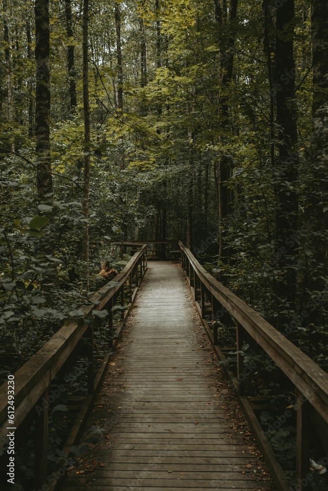 Vertical shot of a wooden boardwalk surrounded by foliage of a forest Vertical shot of a wooden boardwalk surrounded by foliage of a forest