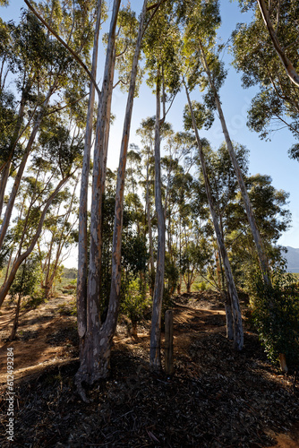 A large clump of eucalyptus trees growing near Worcester, Breede River Valley, South Africa. © Jacques Hugo
