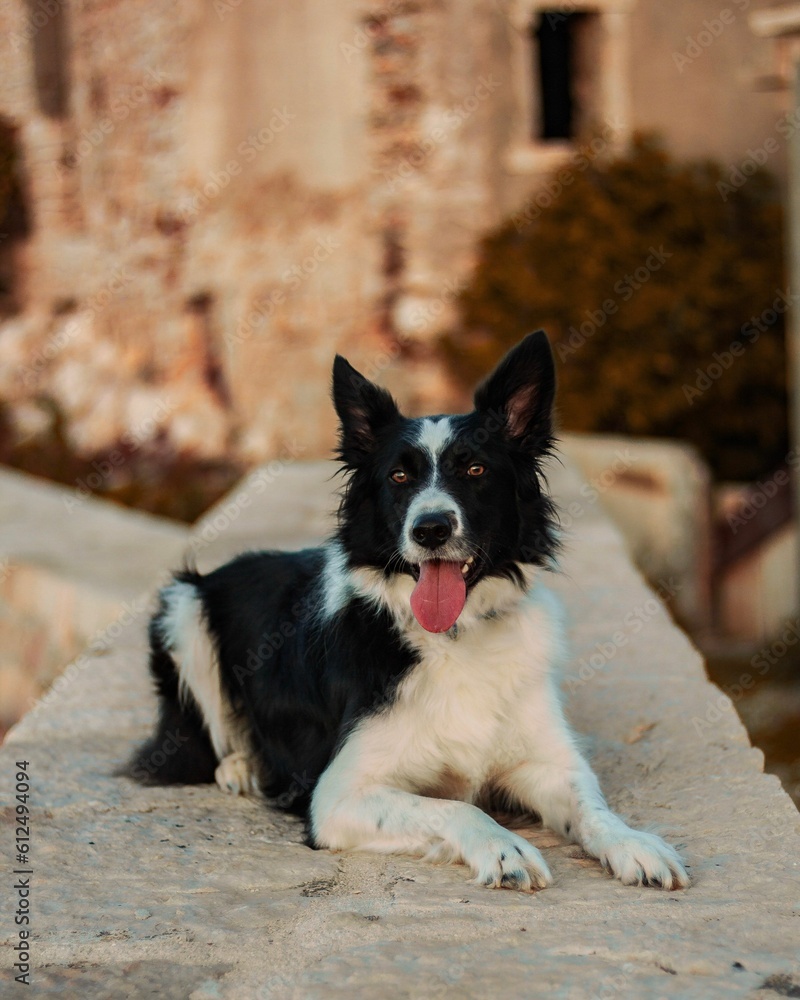 Closeup of funny Border collie posing outdoors