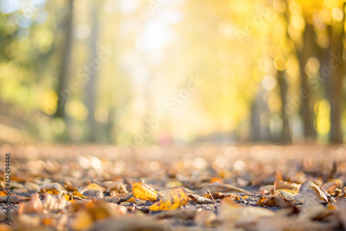 autumn trees and yellow leaf on the foliage