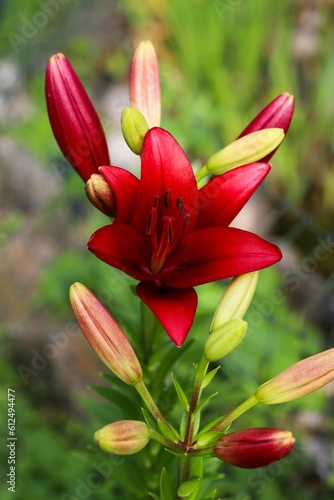 Vertical closeup of red lilies, Lilium brownii and buds captured in a flower garden photo