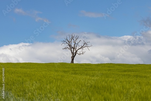 Leafless tree standing alone in a valley with green grass against fluffy clouds in the blue sky