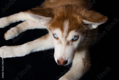siberian husky puppy