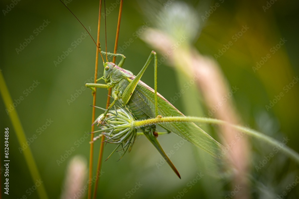 Closeup of a grasshopped sitting on a thin stem of a grass Closeup of a grasshopped sitting on a thin stem of a grass