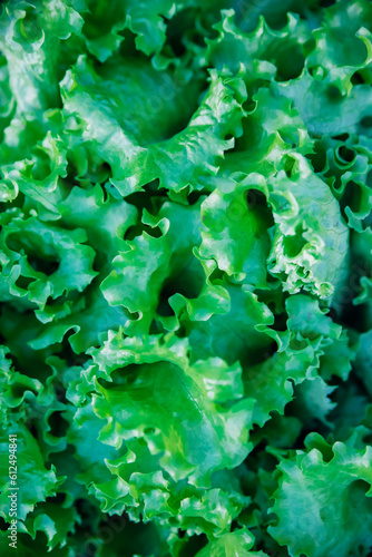 Green lettuce leaves in the garden. Natural background and texture. Organic farm. Healthy eating. Foods rich in vitamins. Agricultural industry.