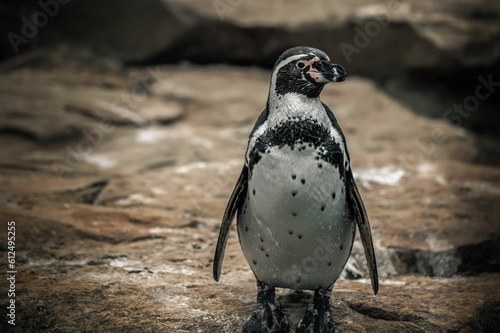 Slika na platnu Penguin standing on rock